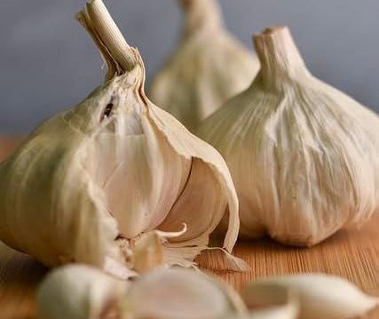 Garlic seeds ( Pack of 20) + Free Plant Growth Serum
