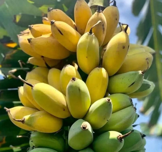 Premium Dwarf Banana Plant Seeds