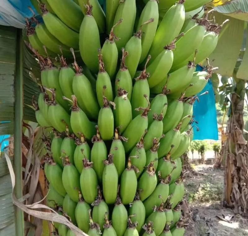 Premium Dwarf Banana Plant Seeds