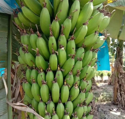 Premium Dwarf Banana Plant Seeds