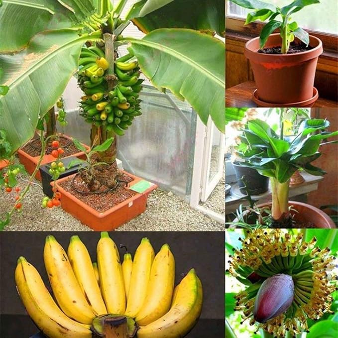 Premium Dwarf Banana Plant Seeds