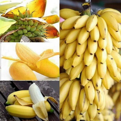 Premium Dwarf Banana Plant Seeds