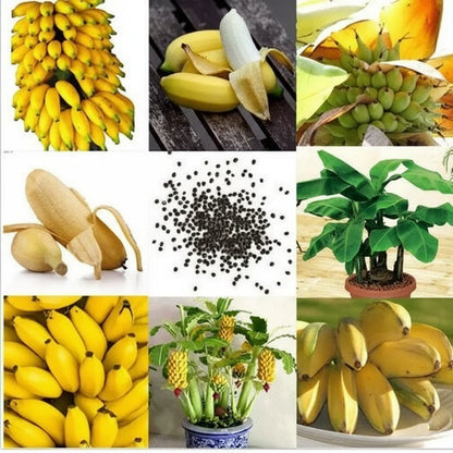 Premium Dwarf Banana Plant Seeds
